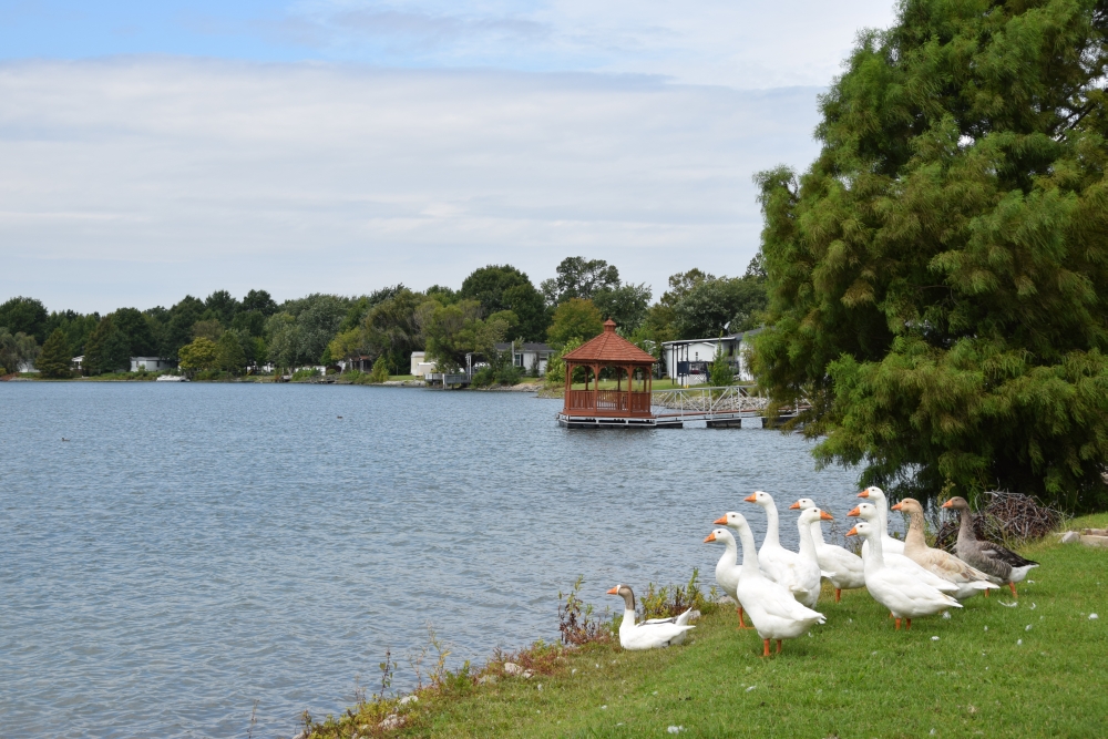 Lake view with ducks at East St Louis Mallard Lake manufactured home community