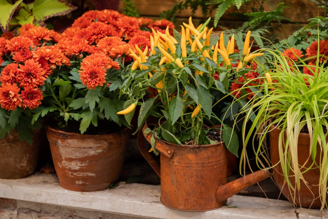 Colorful fall planters ideal for manufactured home yards
